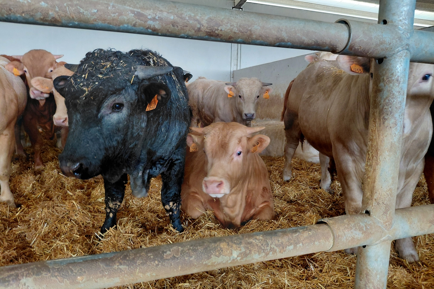 Dehesa Grande abrirá una planta de casquería en Vitigudino