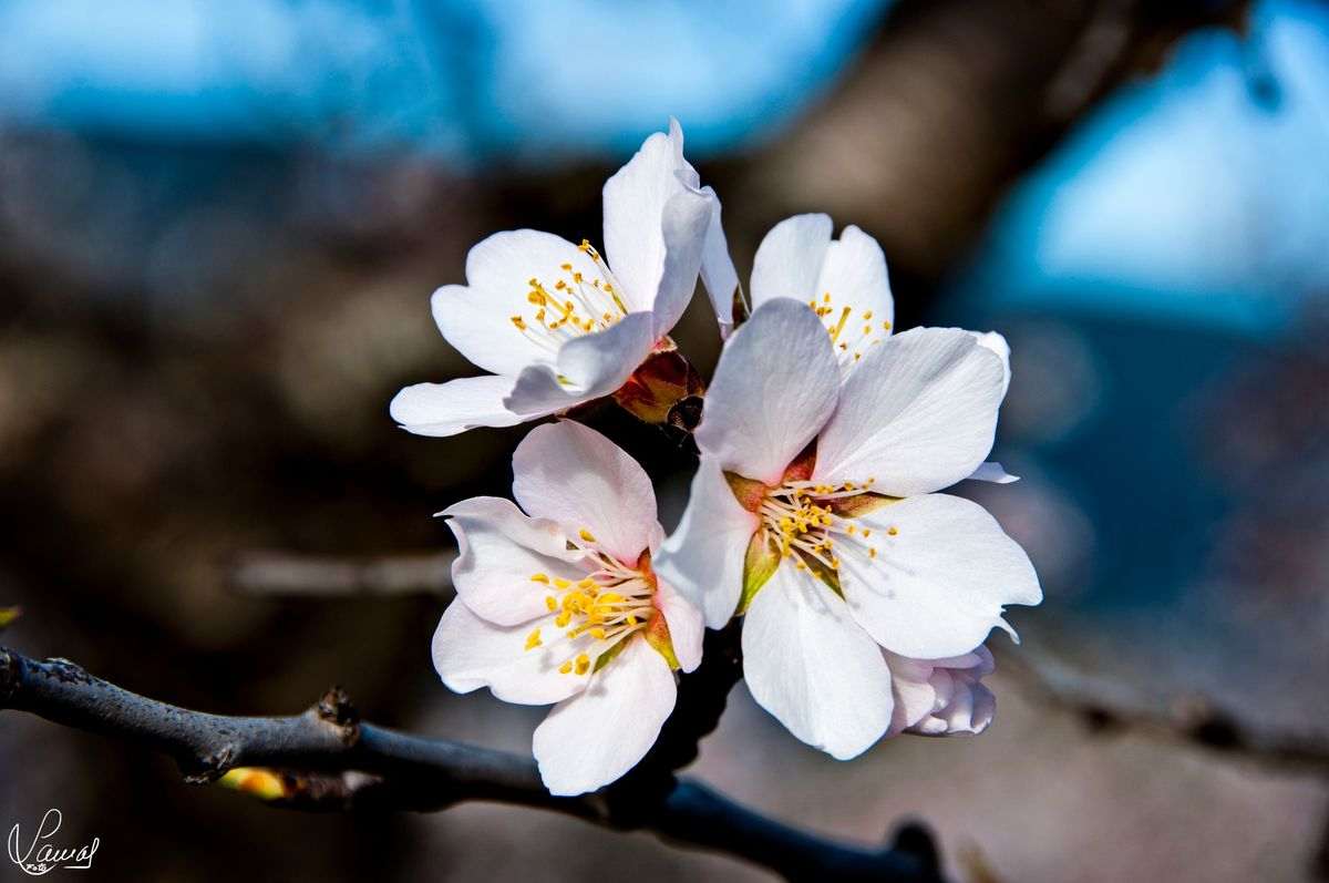 Flor de almendro en La Fregeneda, Salamanca