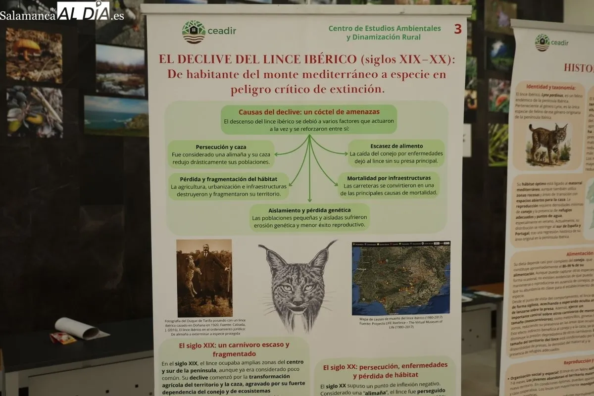 Exposición El lince ibérico (Lynx pardinus): Crónica de una resurrección, en la Facultad de Biología. Foto de David Sañudo