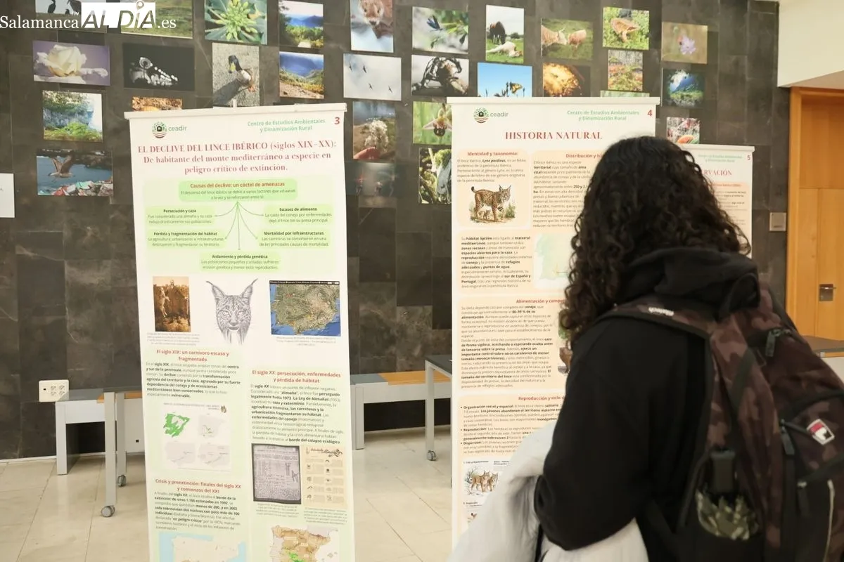Exposición El lince ibérico (Lynx pardinus): Crónica de una resurrección, en la Facultad de Biología. Foto de David Sañudo