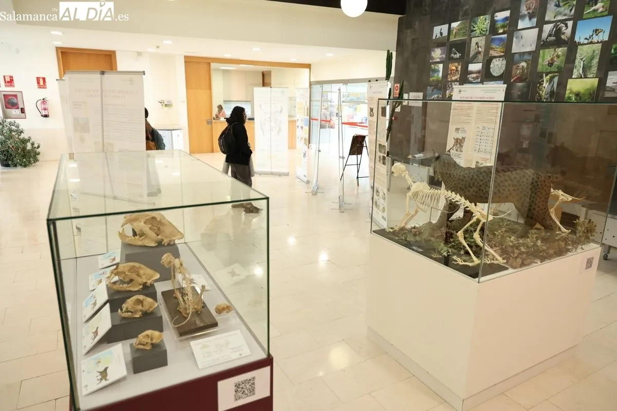 Exposición El lince ibérico (Lynx pardinus): Crónica de una resurrección, en la Facultad de Biología. Foto de David Sañudo