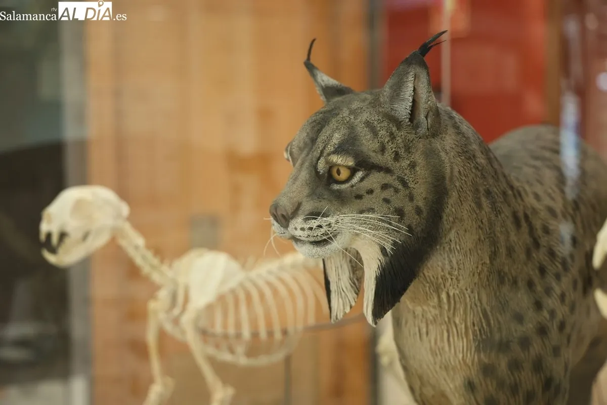 Exposición El lince ibérico (Lynx pardinus): Crónica de una resurrección, en la Facultad de Biología. Foto de David Sañudo
