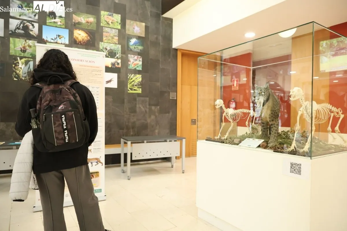 Exposición El lince ibérico (Lynx pardinus): Crónica de una resurrección, en la Facultad de Biología. Foto de David Sañudo