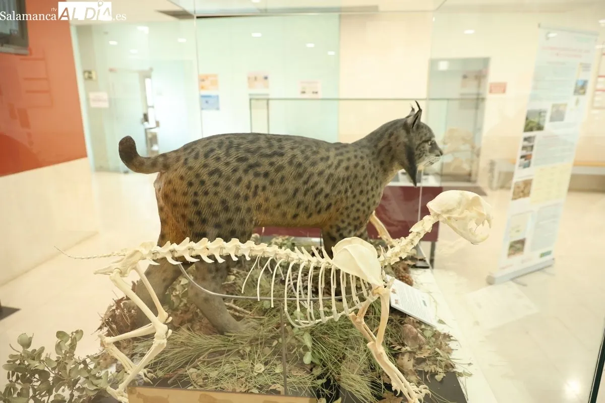 Exposición El lince ibérico (Lynx pardinus): Crónica de una resurrección, en la Facultad de Biología. Foto de David Sañudo