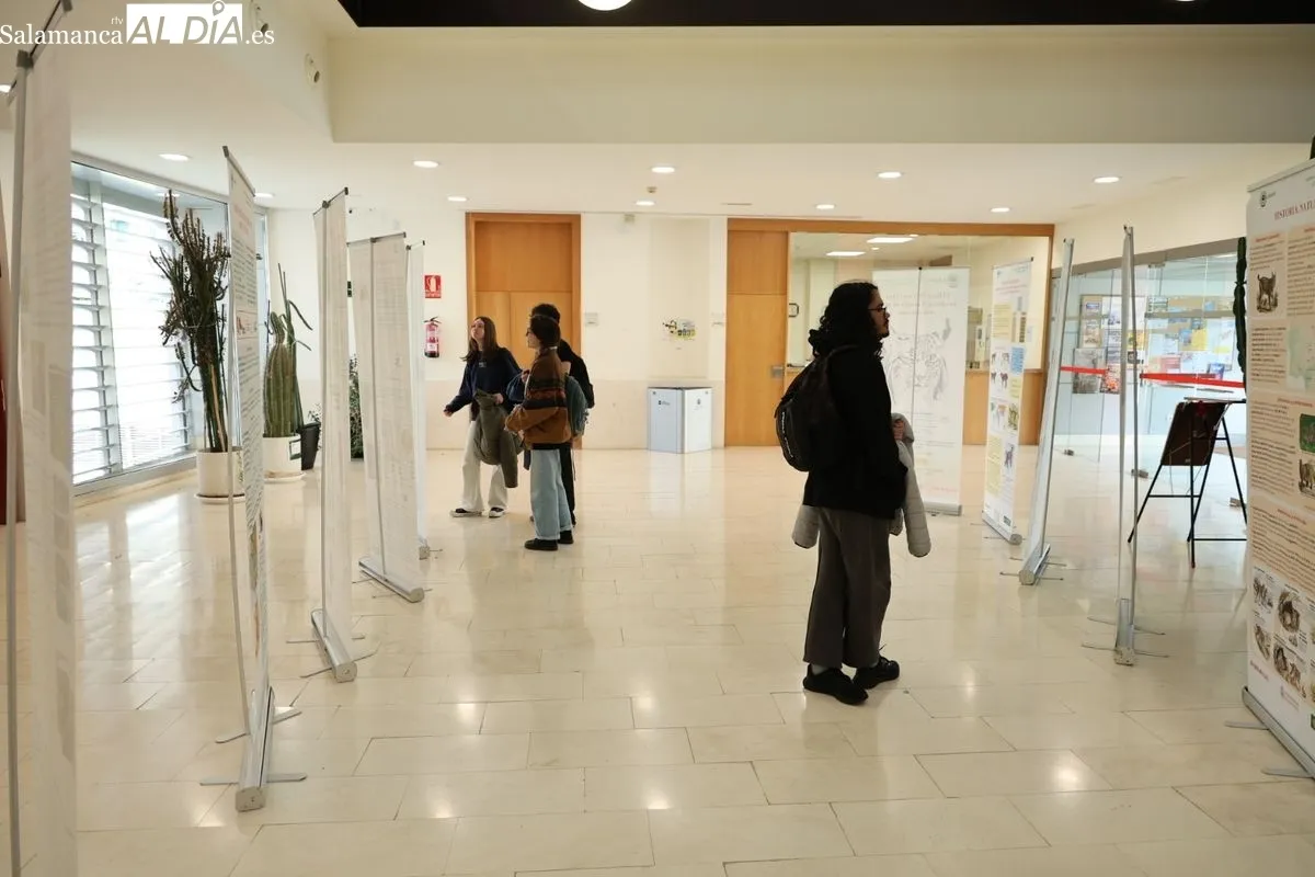 Exposición El lince ibérico (Lynx pardinus): Crónica de una resurrección, en la Facultad de Biología. Foto de David Sañudo