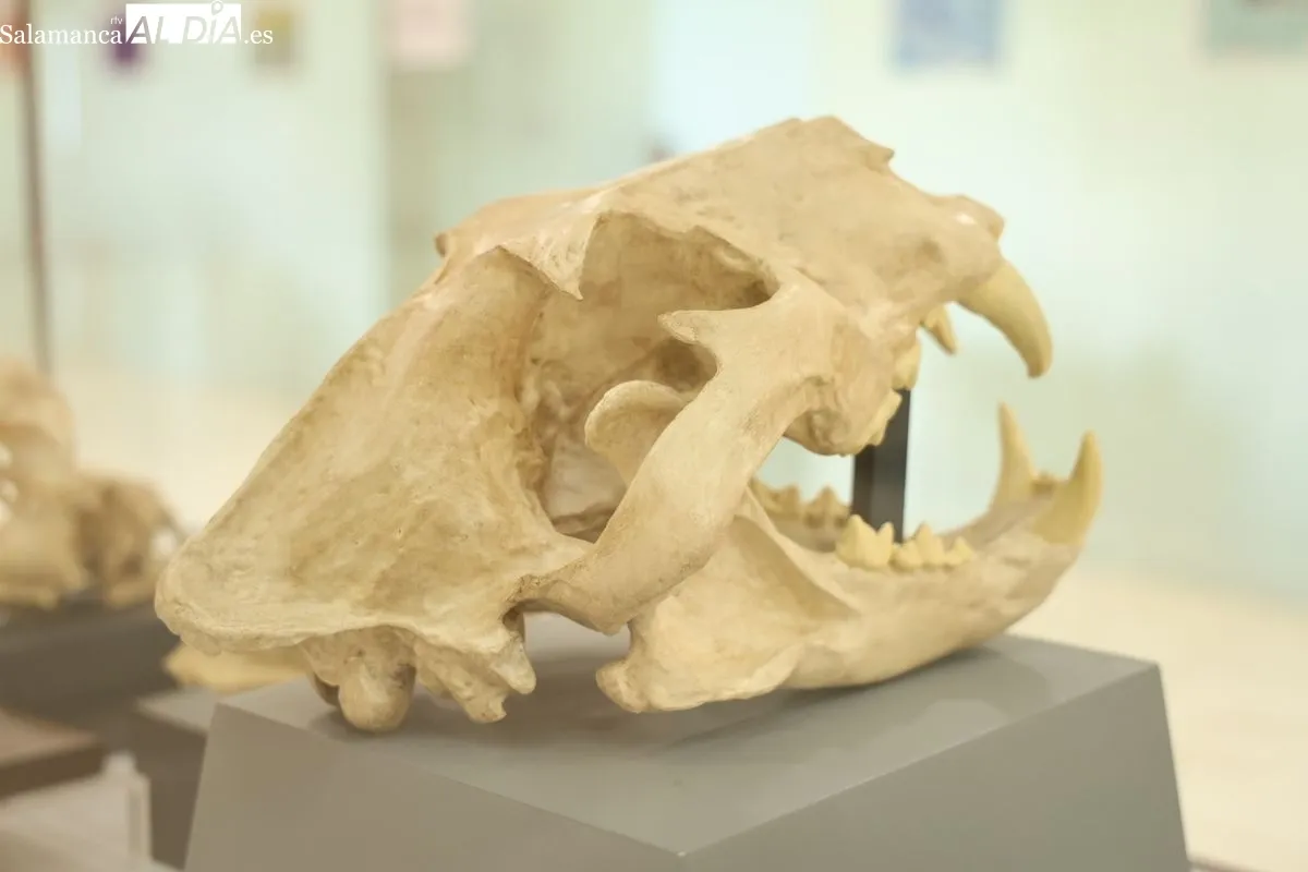 Exposición El lince ibérico (Lynx pardinus): Crónica de una resurrección, en la Facultad de Biología. Foto de David Sañudo