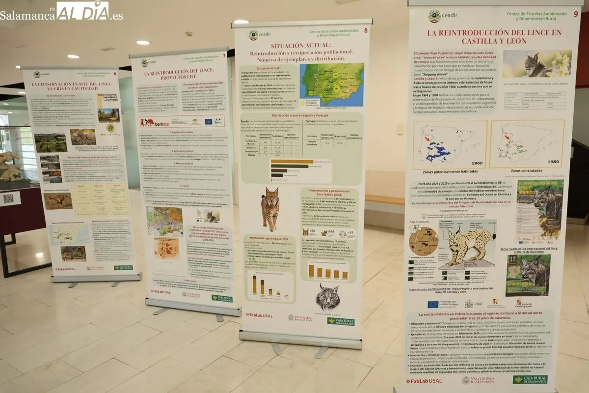 Exposición El lince ibérico (Lynx pardinus): Crónica de una resurrección, en la Facultad de Biología. Foto de David Sañudo