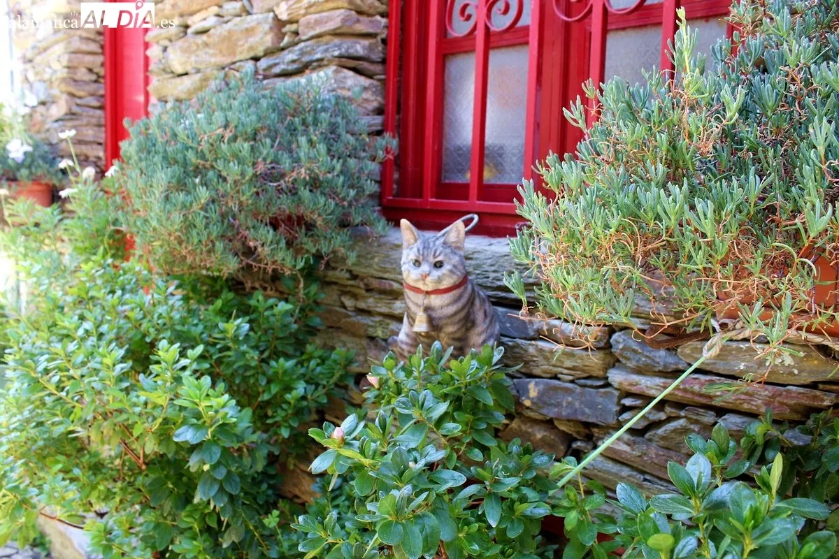 La Rua dos Gatos, en São João da Pesqueira (Douro, Portugal) | MARTÍN-GARAY