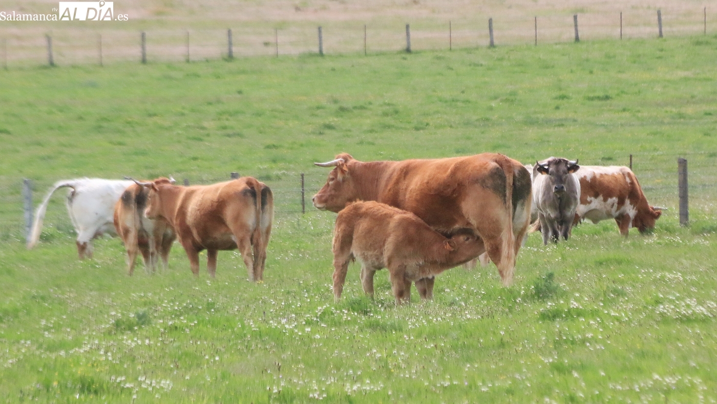 Mercado de ganado y lonja de Salamanca del 16 de marzo de 2026