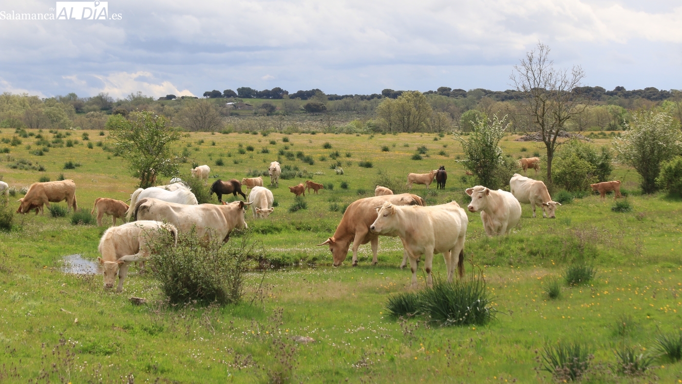 Mercado de ganado y lonja de Salamanca del 30 de marzo de 2026