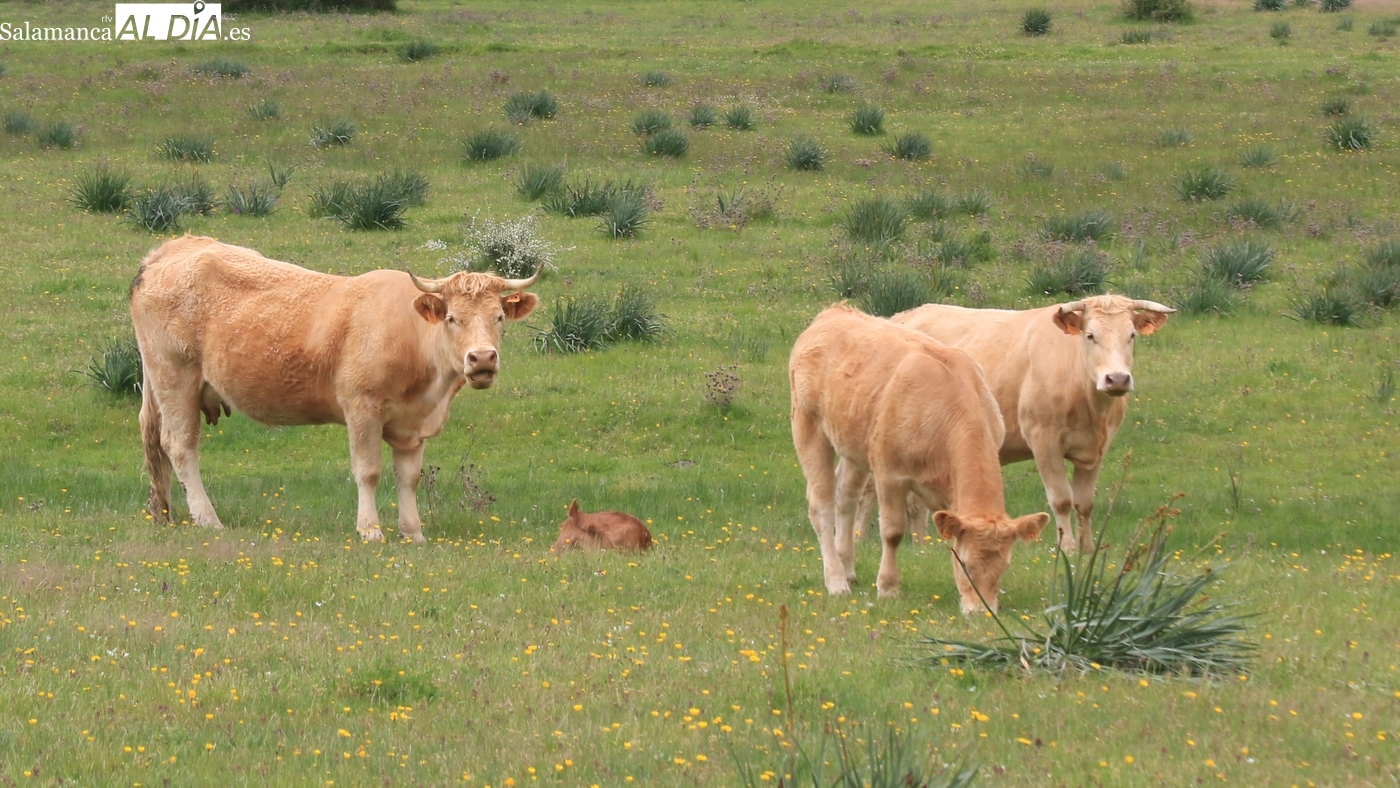 El vacuno se estanca y el cereal arranca marzo al alza con la paja