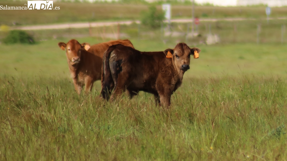 La guerra en Irán despierta al cereal con importantes subidas, también en el porcino blanco 