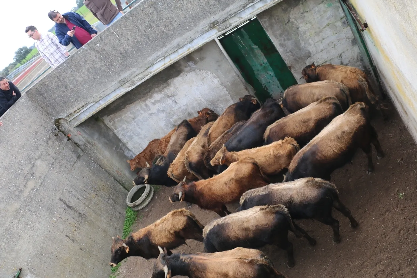 Herradero de reses bravas en El Cubo de Don Sancho / CORRAL 
