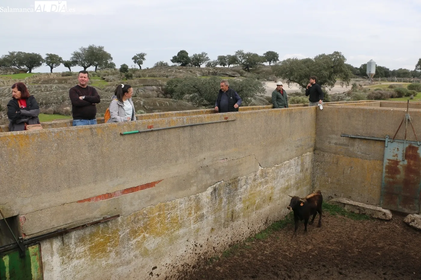 Herradero de reses bravas en El Cubo de Don Sancho / CORRAL 