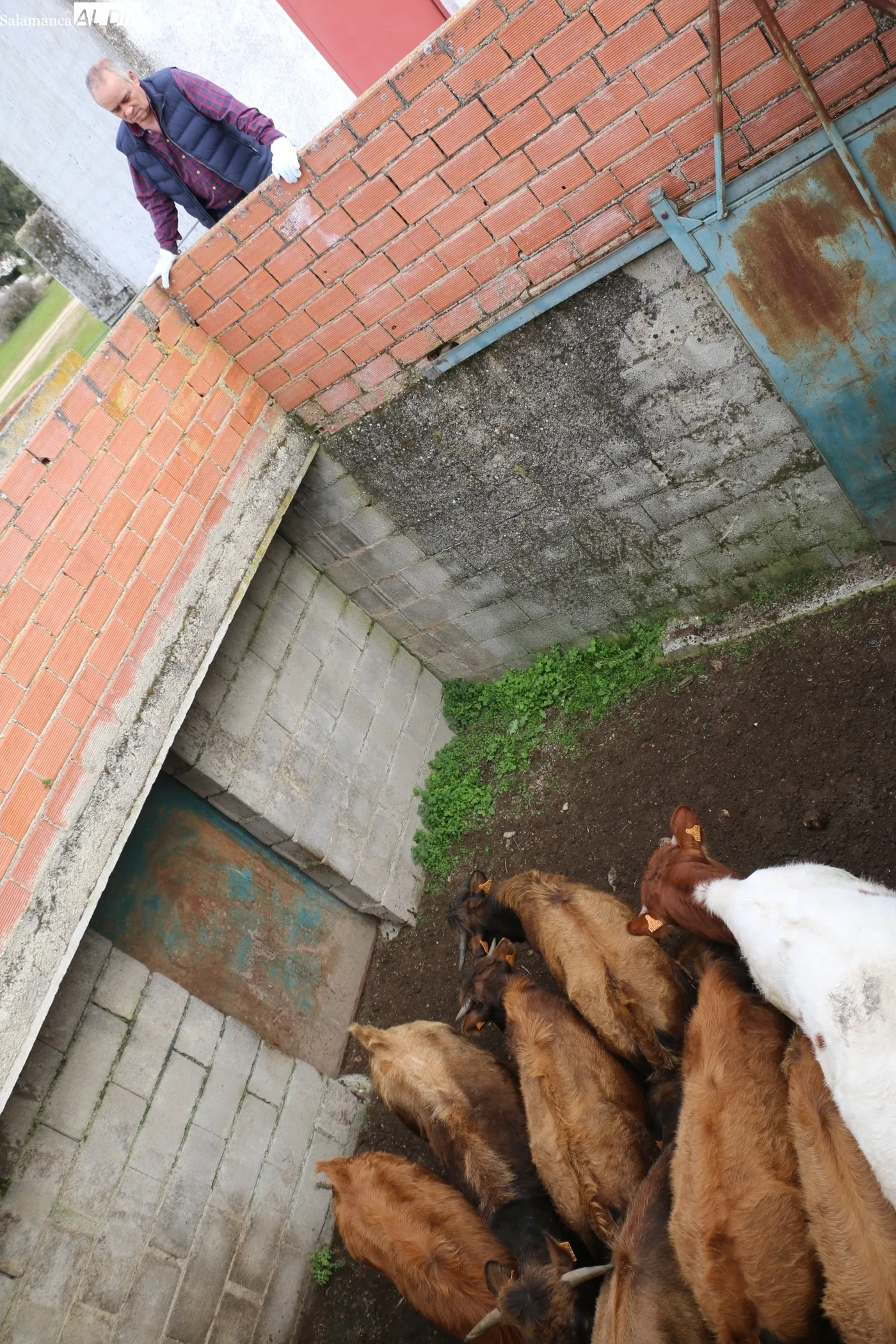 Herradero de reses bravas en El Cubo de Don Sancho / CORRAL 