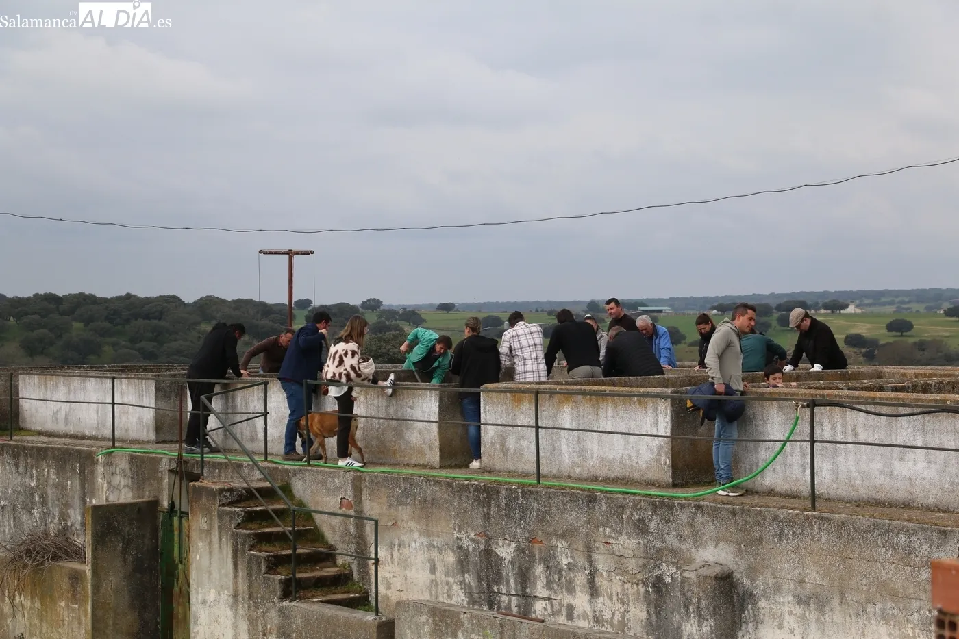 Herradero de reses bravas en El Cubo de Don Sancho / CORRAL 