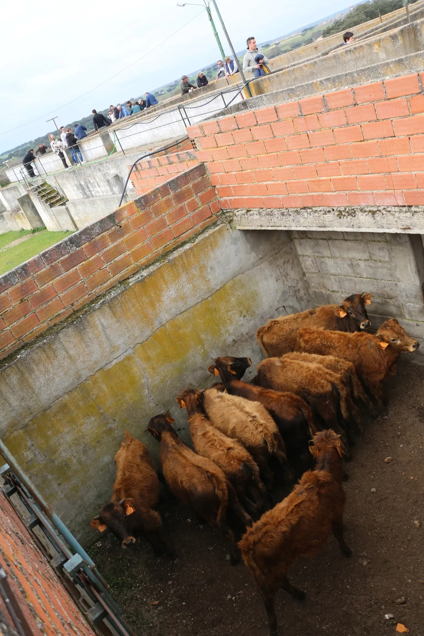 Herradero de reses bravas en El Cubo de Don Sancho / CORRAL 