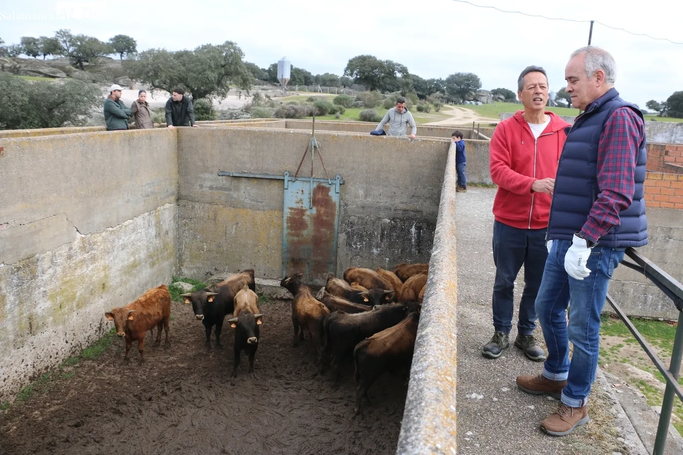 Herradero de reses bravas en El Cubo de Don Sancho / CORRAL 
