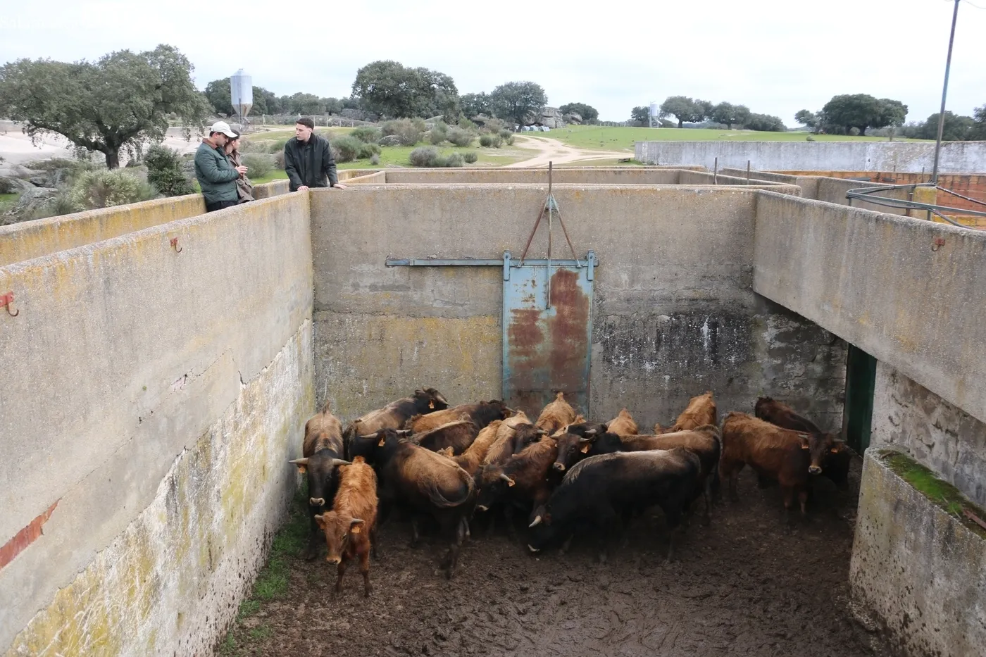 Herradero de reses bravas en El Cubo de Don Sancho / CORRAL 