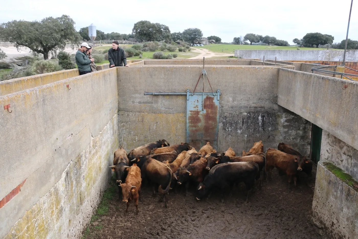 Herradero de reses bravas en El Cubo de Don Sancho / CORRAL 