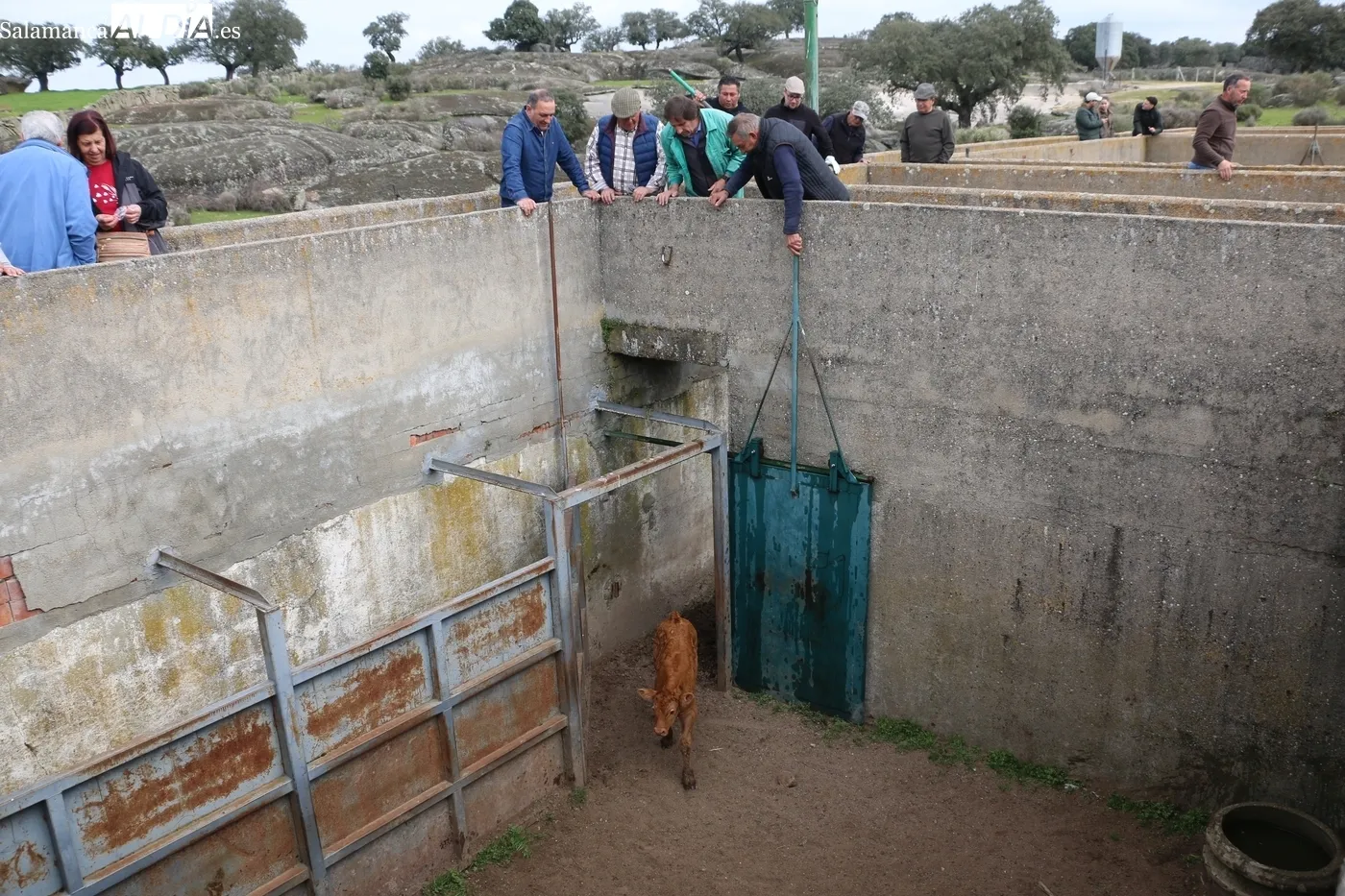 Herradero de reses bravas en El Cubo de Don Sancho / CORRAL 