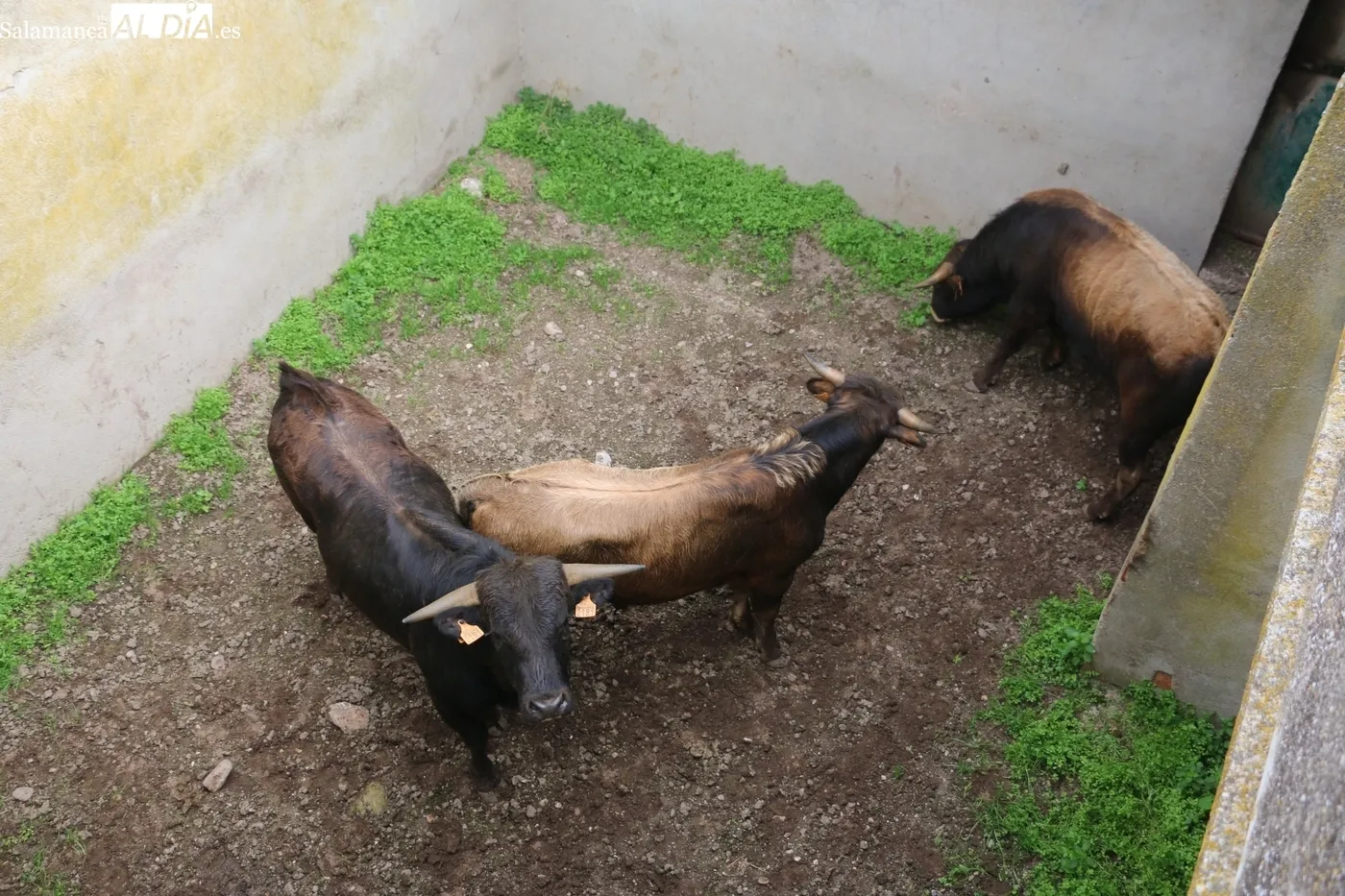 Herradero de reses bravas en El Cubo de Don Sancho / CORRAL 