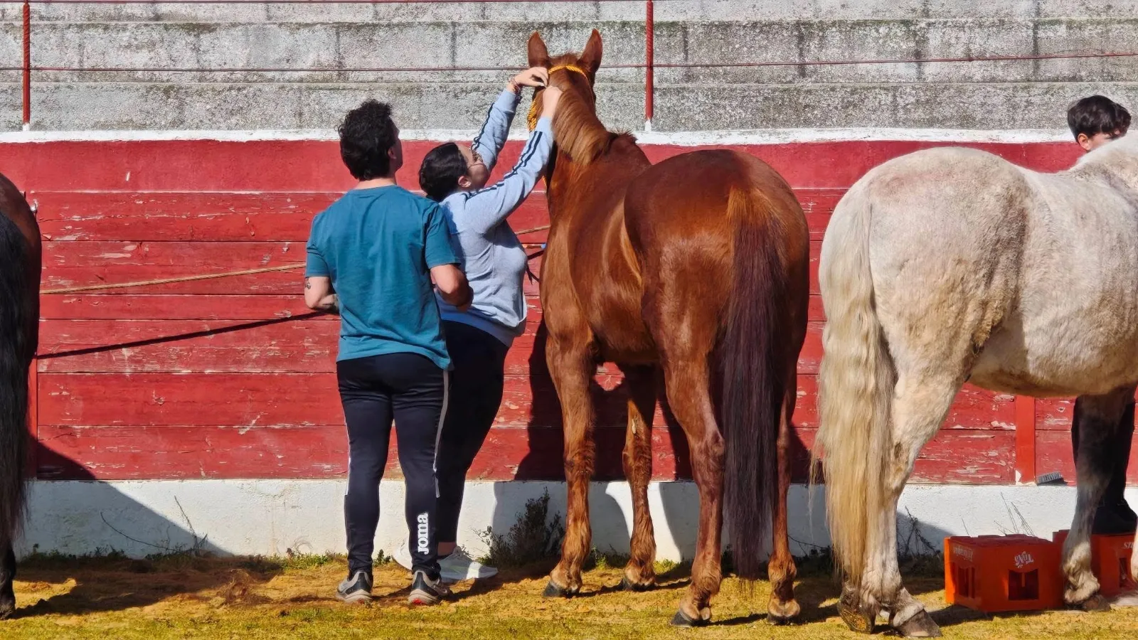 Foto 2 - Diversi&oacute;n y bonito ambiente, protagonistas de una jornada de "puesta a punto" de los caballos de Las Villas