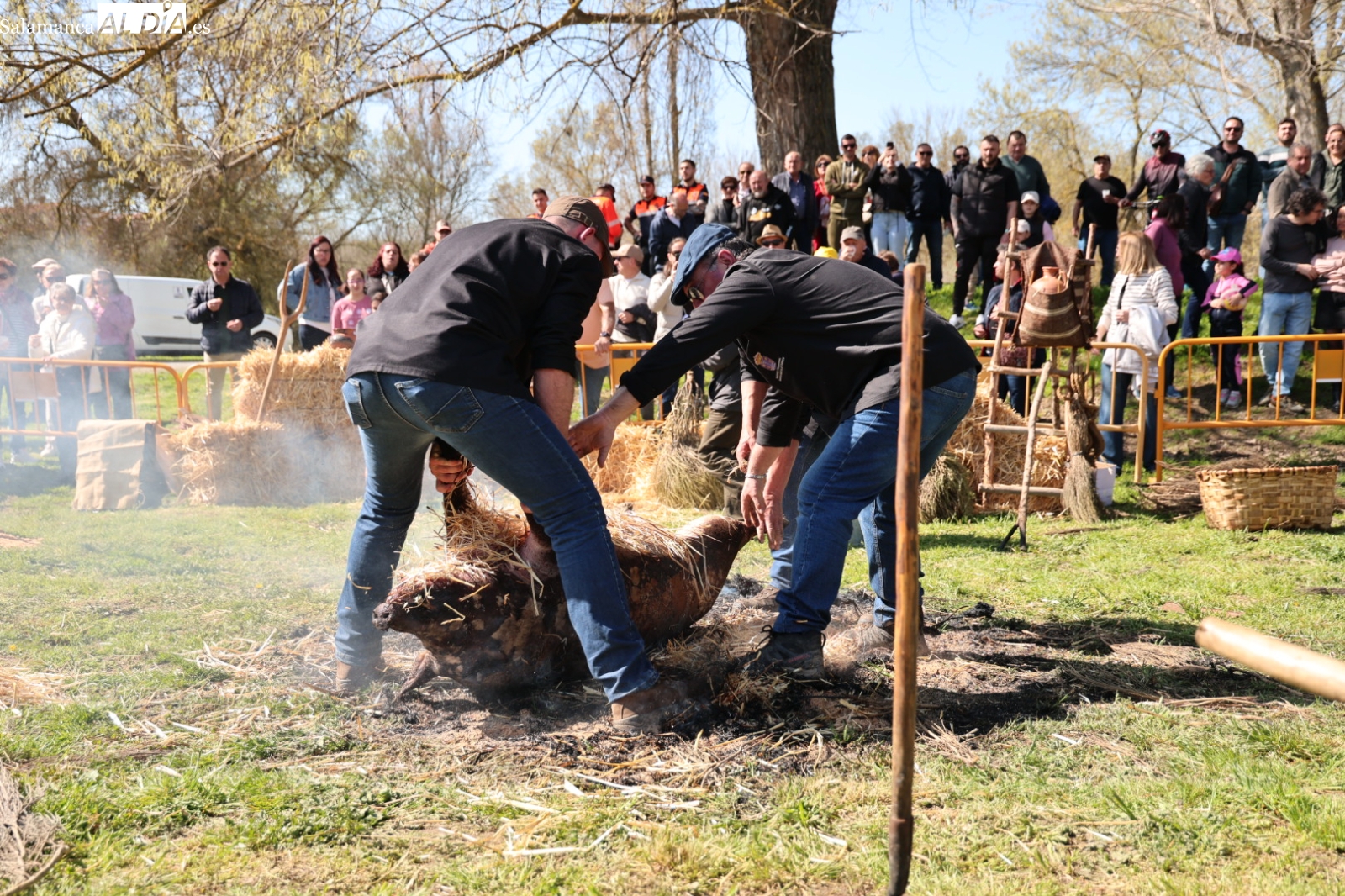 Matanza tradicional en Santa Marta de Tormes: gran éxito