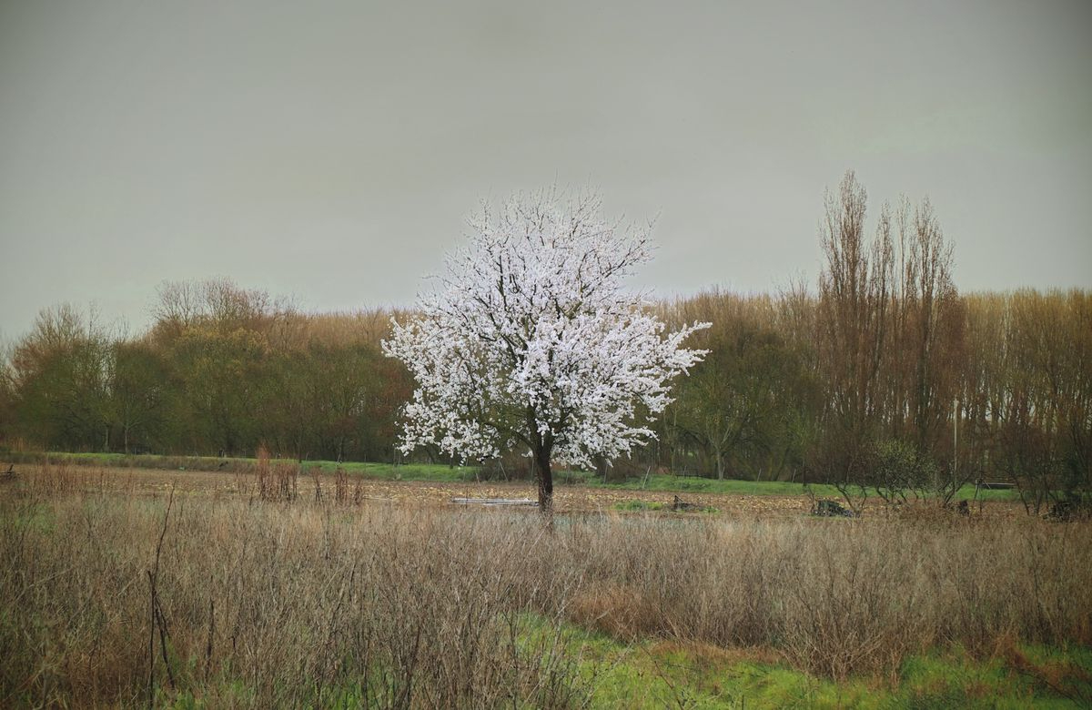 Nadie sabe cómo ha sido