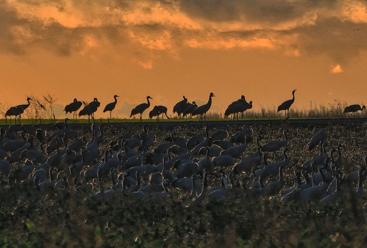  La patria del corazón