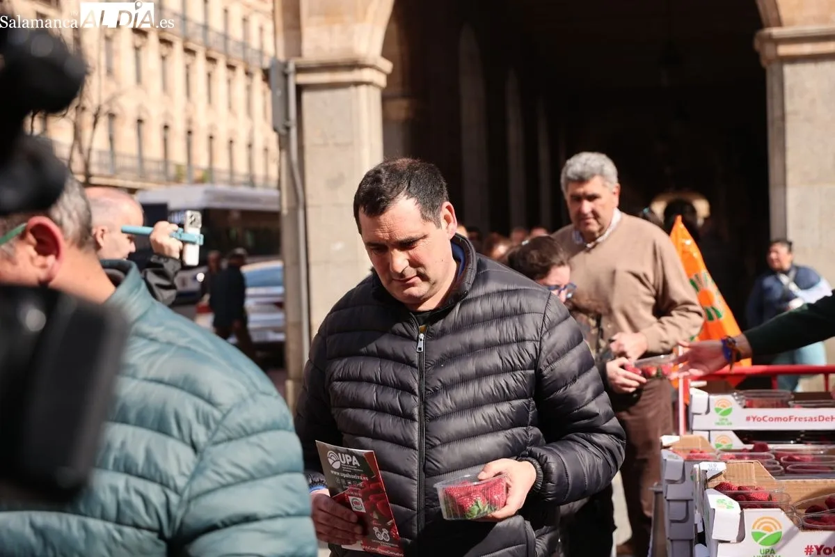La organización agraria UPA ha repartido 700 tarrinas de fresas en la Plaza de la Constitución de Salamanca para promover el producto nacional. Foto de David Sañudo