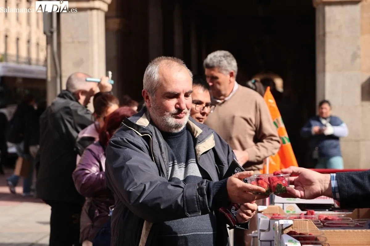 La organización agraria UPA ha repartido 700 tarrinas de fresas en la Plaza de la Constitución de Salamanca para promover el producto nacional. Foto de David Sañudo