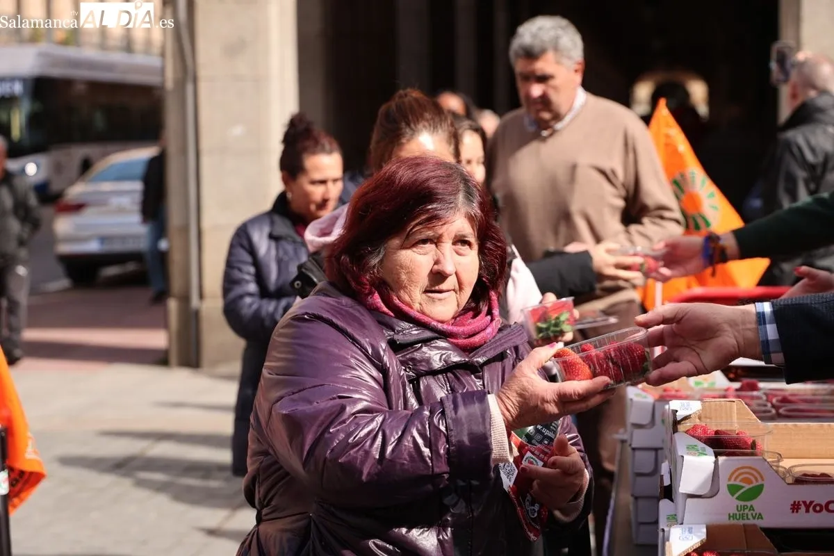 La organización agraria UPA ha repartido 700 tarrinas de fresas en la Plaza de la Constitución de Salamanca para promover el producto nacional. Foto de David Sañudo
