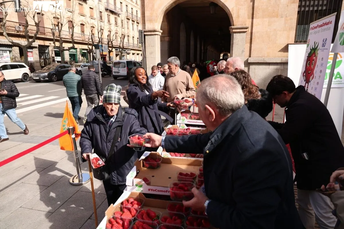La organización agraria UPA ha repartido 700 tarrinas de fresas en la Plaza de la Constitución de Salamanca para promover el producto nacional. Foto de David Sañudo