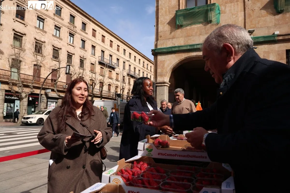 La organización agraria UPA ha repartido 700 tarrinas de fresas en la Plaza de la Constitución de Salamanca para promover el producto nacional. Foto de David Sañudo