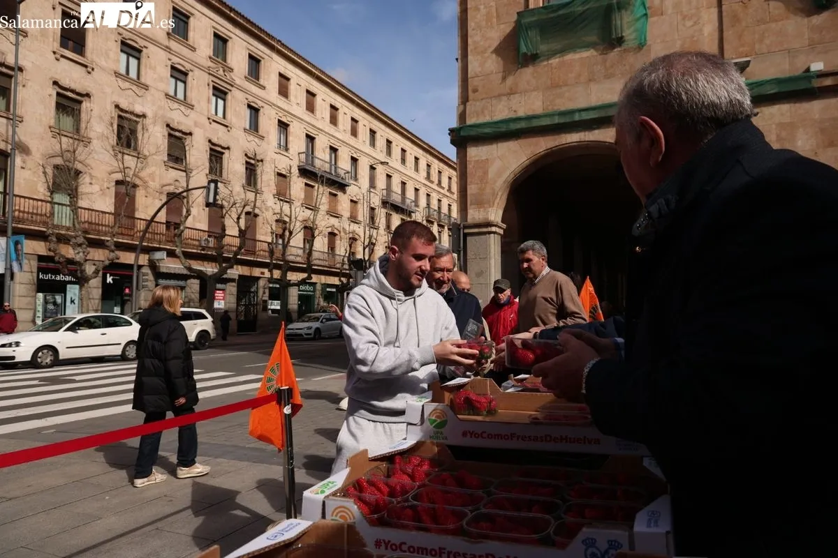 La organización agraria UPA ha repartido 700 tarrinas de fresas en la Plaza de la Constitución de Salamanca para promover el producto nacional. Foto de David Sañudo