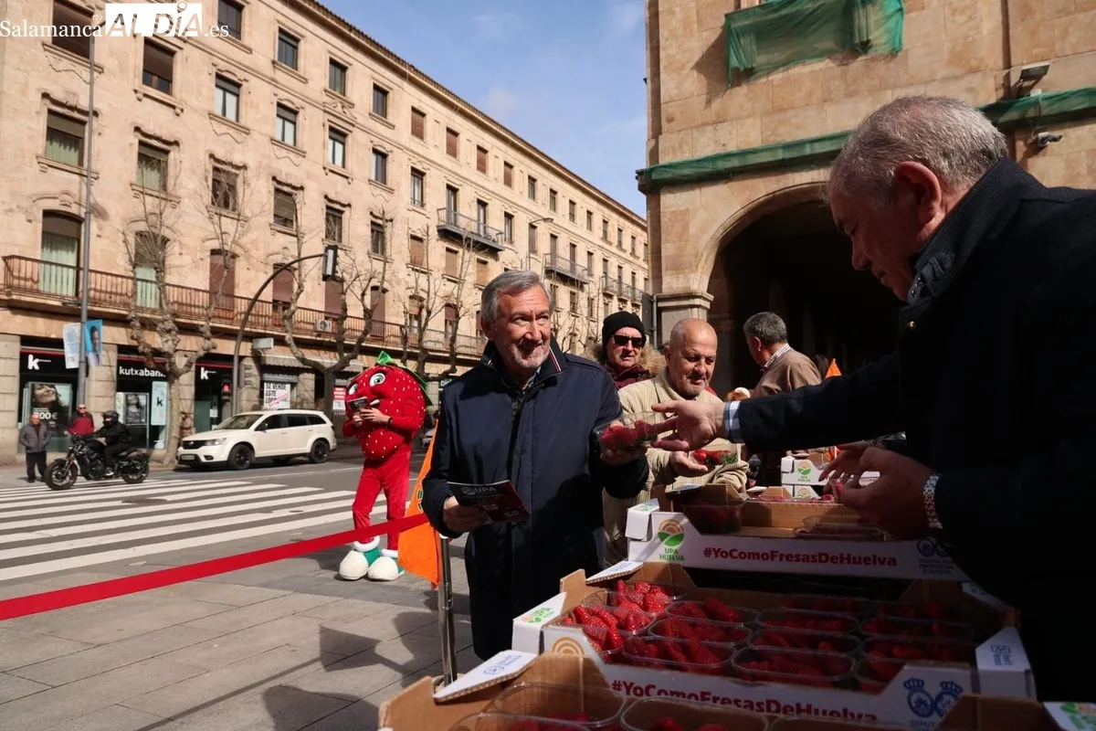 La organización agraria UPA ha repartido 700 tarrinas de fresas en la Plaza de la Constitución de Salamanca para promover el producto nacional. Foto de David Sañudo