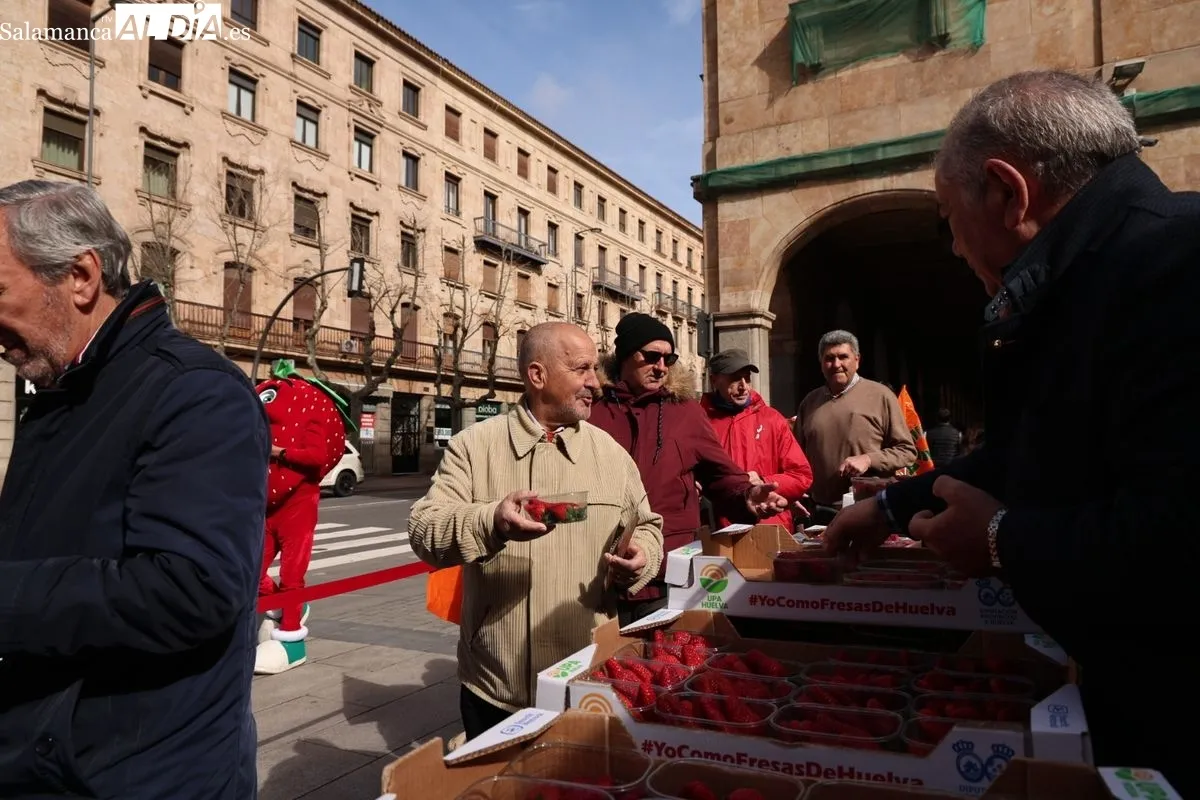 La organización agraria UPA ha repartido 700 tarrinas de fresas en la Plaza de la Constitución de Salamanca para promover el producto nacional. Foto de David Sañudo