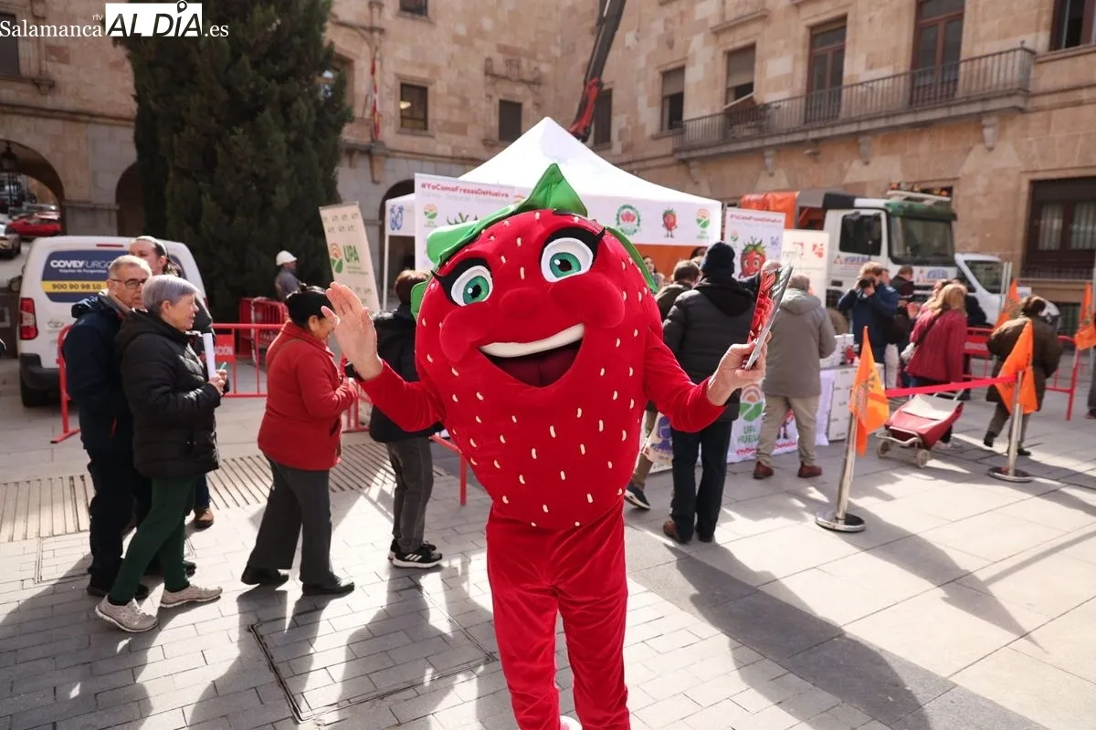 La organización agraria UPA ha repartido 700 tarrinas de fresas en la Plaza de la Constitución de Salamanca para promover el producto nacional. Foto de David Sañudo