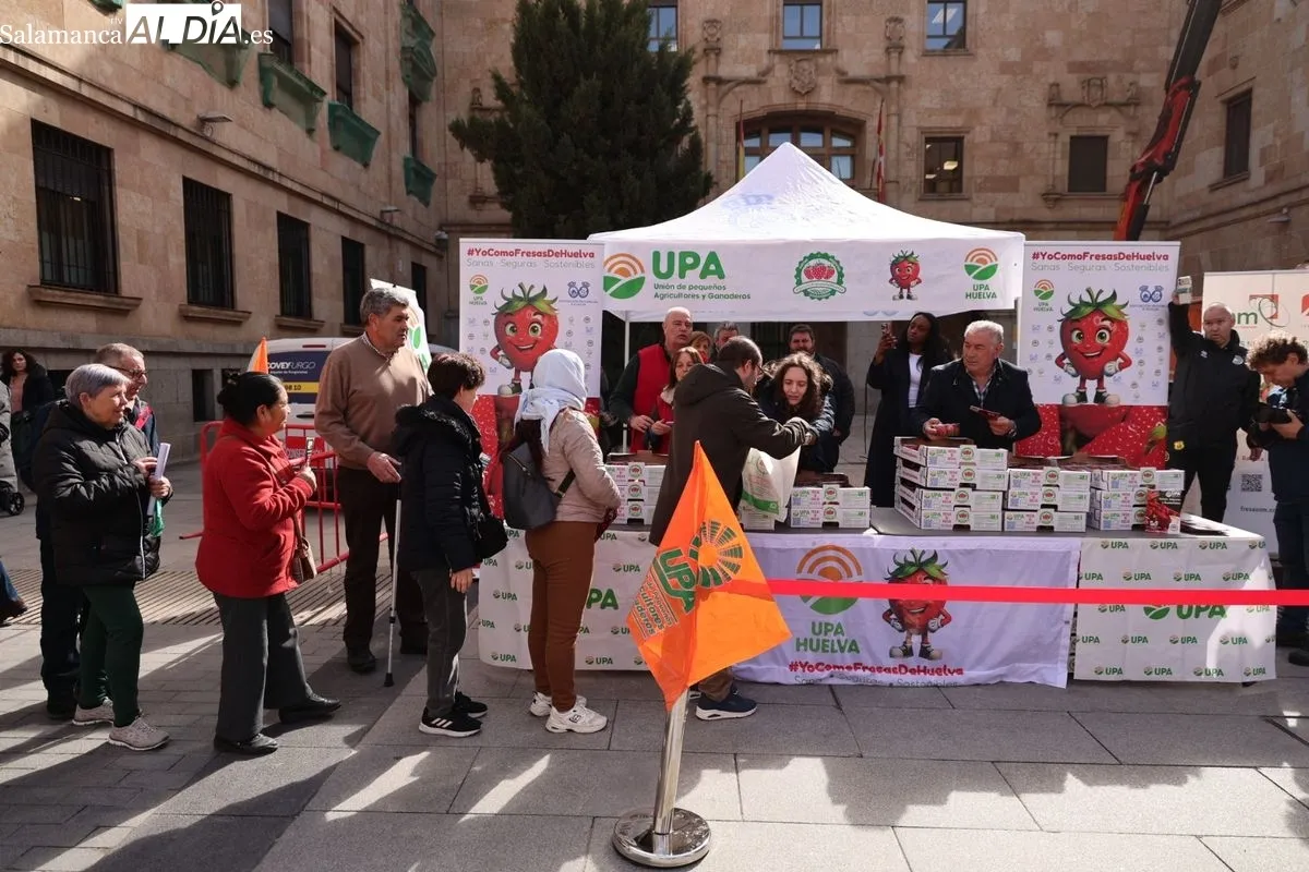 La organización agraria UPA ha repartido 700 tarrinas de fresas en la Plaza de la Constitución de Salamanca para promover el producto nacional. Foto de David Sañudo