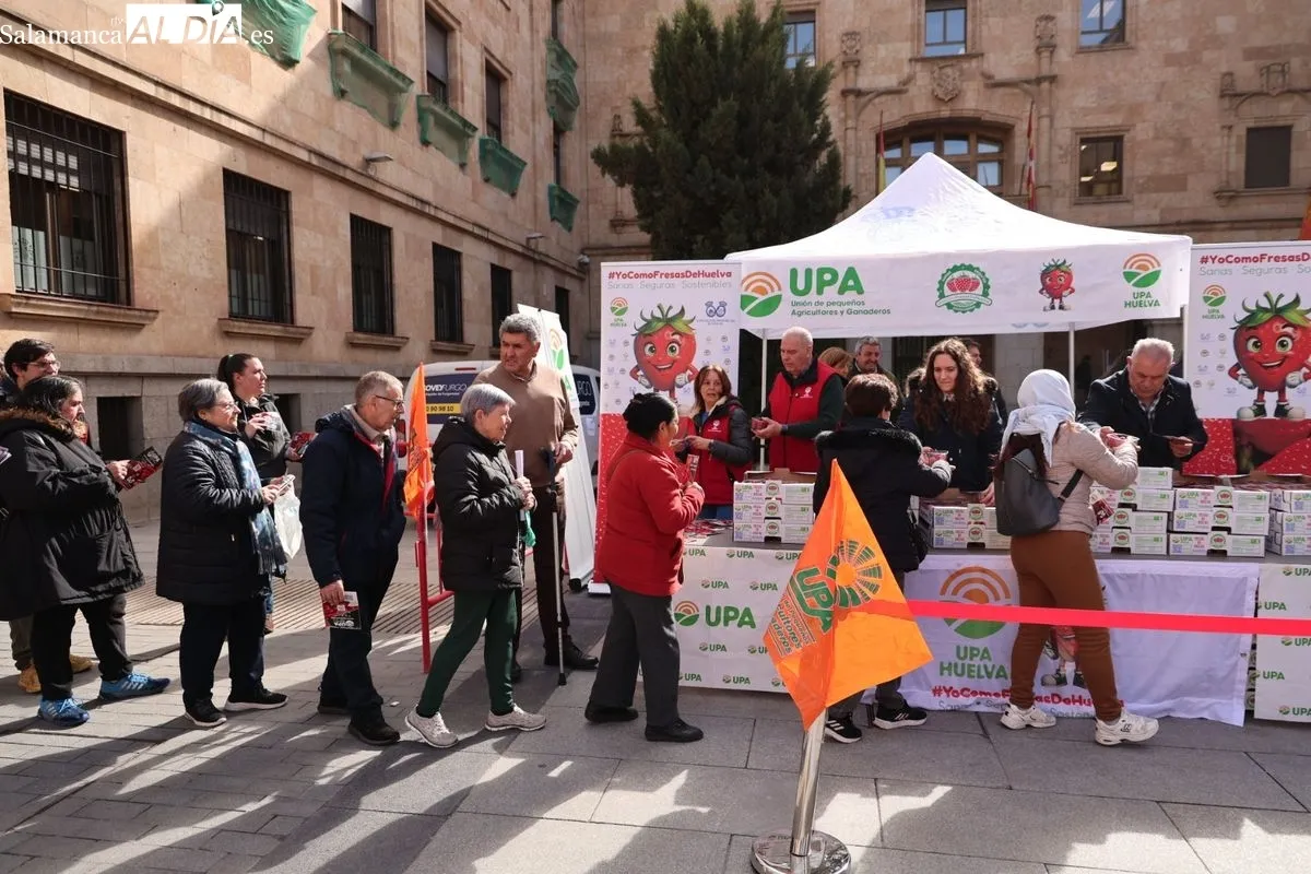 La organización agraria UPA ha repartido 700 tarrinas de fresas en la Plaza de la Constitución de Salamanca para promover el producto nacional. Foto de David Sañudo