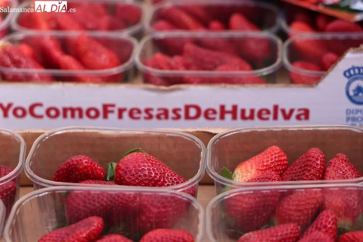 La organización agraria UPA ha repartido 700 tarrinas de fresas en la Plaza de la Constitución de Salamanca para promover el producto nacional. Foto de David Sañudo
