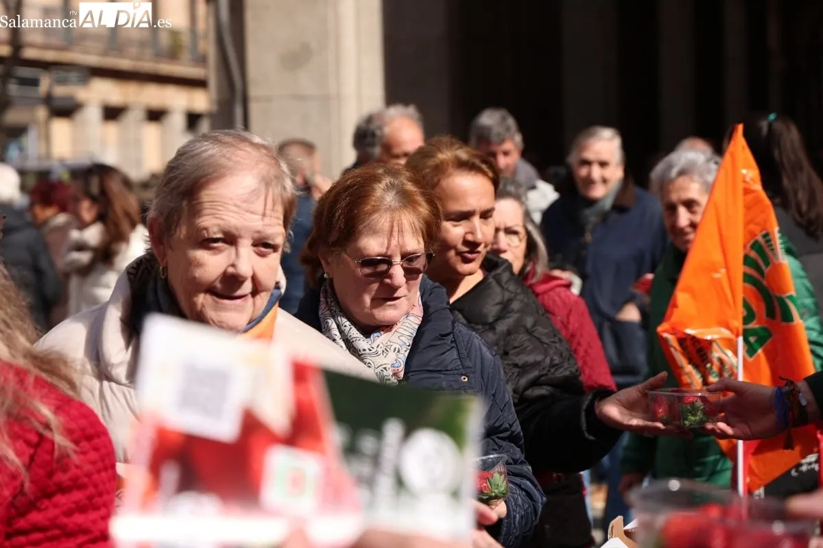 La organización agraria UPA ha repartido 700 tarrinas de fresas en la Plaza de la Constitución de Salamanca para promover el producto nacional. Foto de David Sañudo