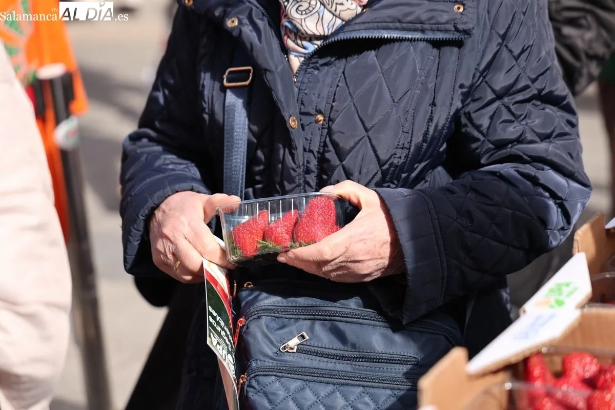 La organización agraria UPA ha repartido 700 tarrinas de fresas en la Plaza de la Constitución de Salamanca para promover el producto nacional. Foto de David Sañudo