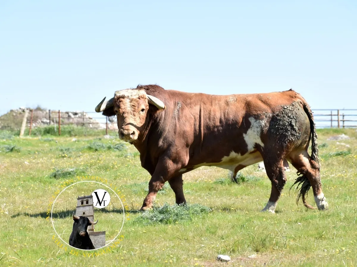 Foto 3 - Victorino Mart&iacute;n y Monteviejo, las apuestas estrella para el Toro de Caj&oacute;n de Vitigudino