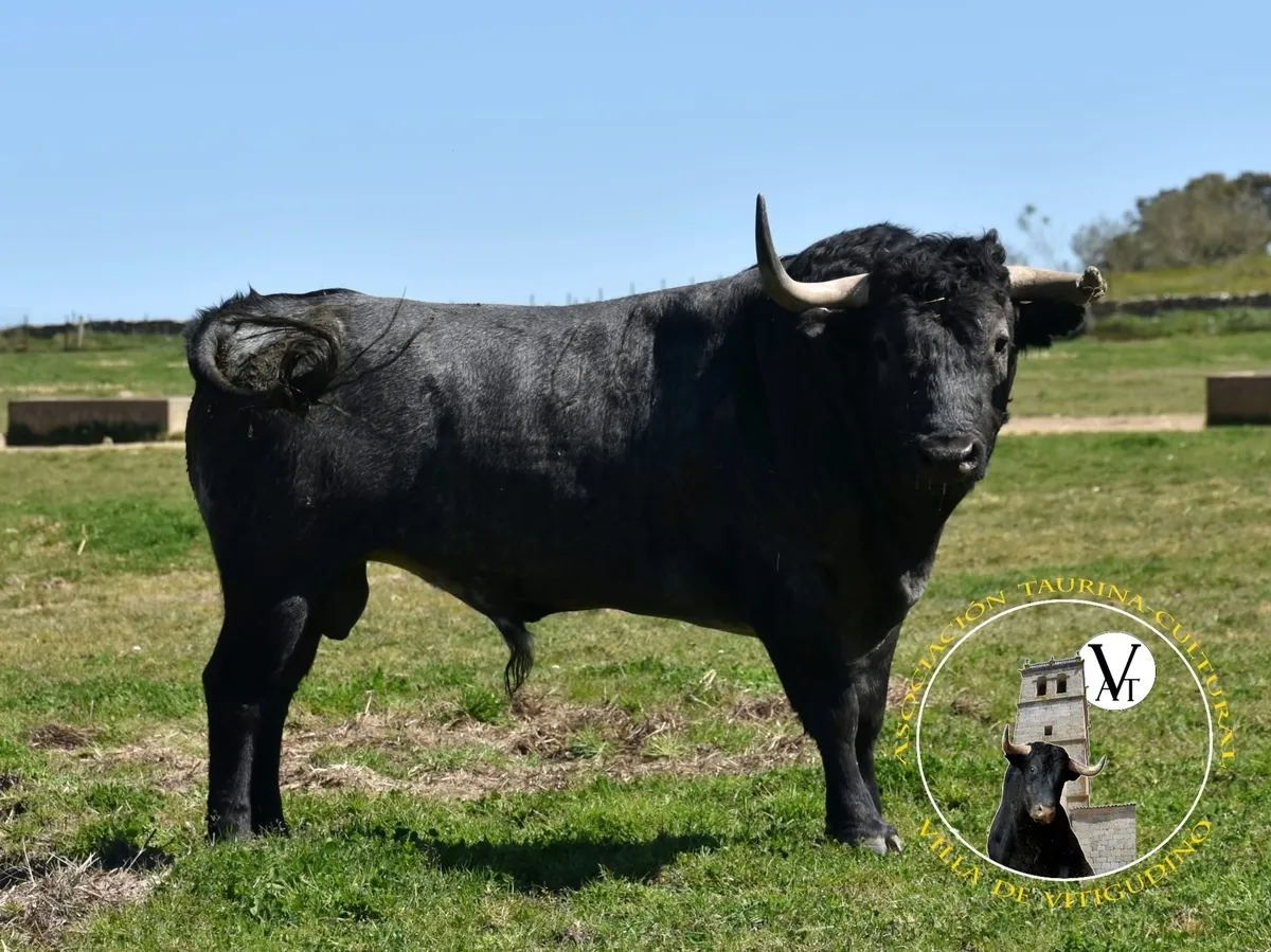 Foto 4 - Victorino Mart&iacute;n y Monteviejo, las apuestas estrella para el Toro de Caj&oacute;n de Vitigudino