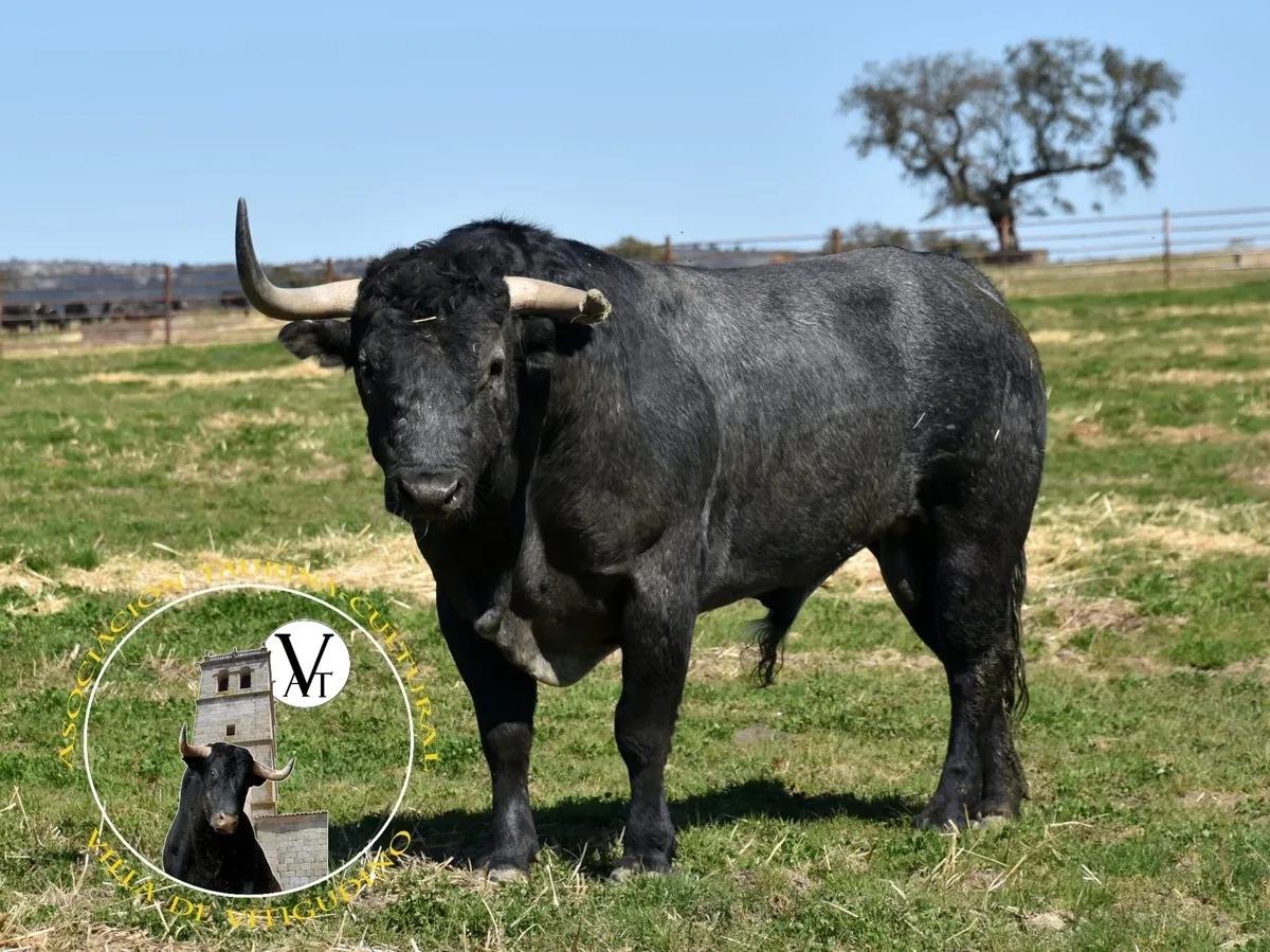 Foto 5 - Victorino Mart&iacute;n y Monteviejo, las apuestas estrella para el Toro de Caj&oacute;n de Vitigudino