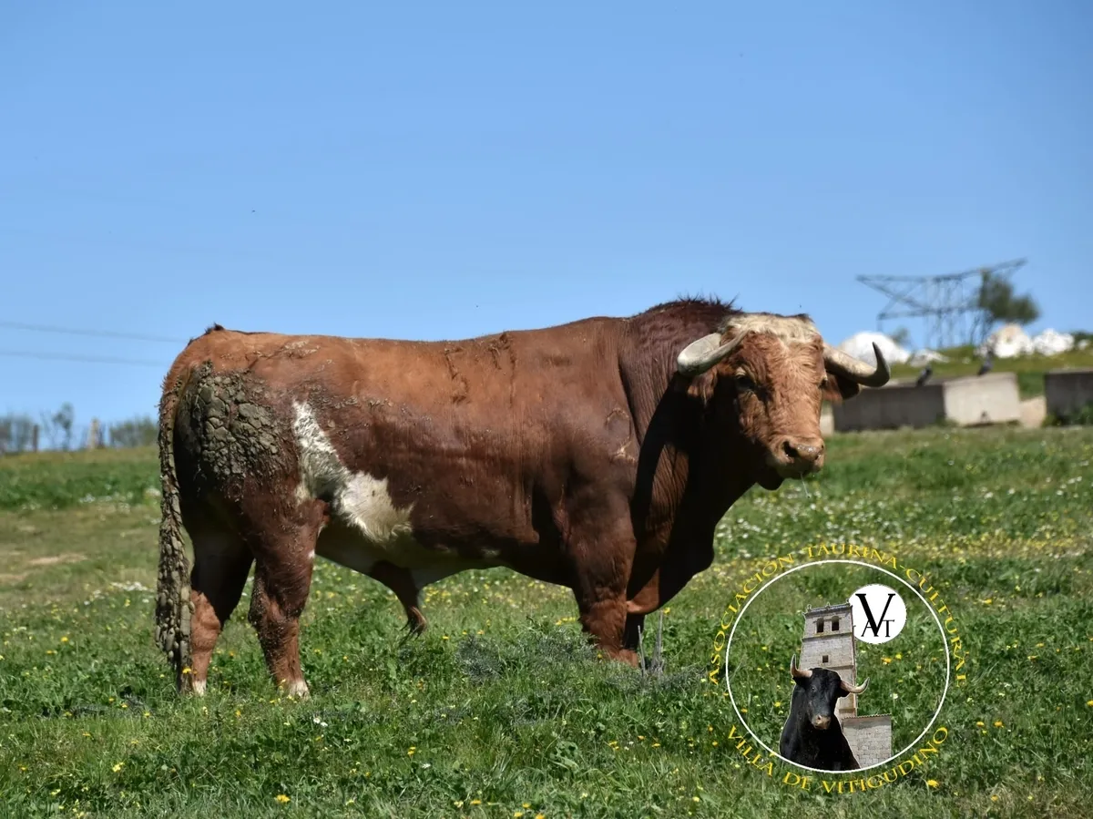 Foto 2 - Victorino Mart&iacute;n y Monteviejo, las apuestas estrella para el Toro de Caj&oacute;n de Vitigudino