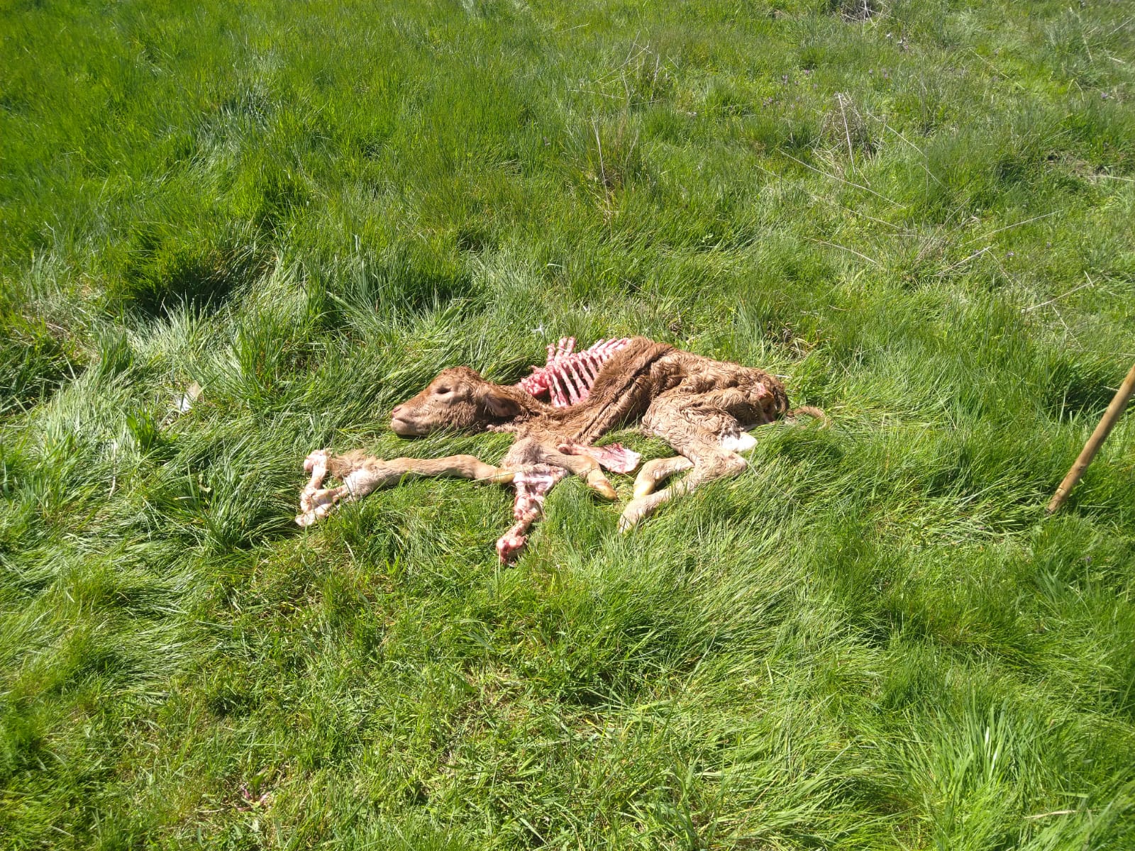 Ataque de buitres mata a un ternero en Béjar, Salamanca
