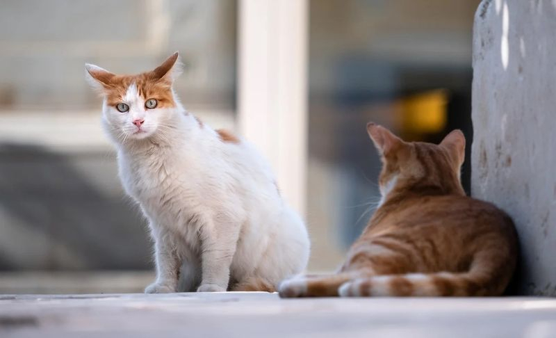 El Ayuntamiento de Alba ya cuenta con diez cuidadores autorizados de colonias felinas